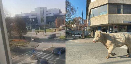 UMIROVLJENICI PJEVALI: Muzem krave ne zovi me diko upast će mi mobitel u mliko!
