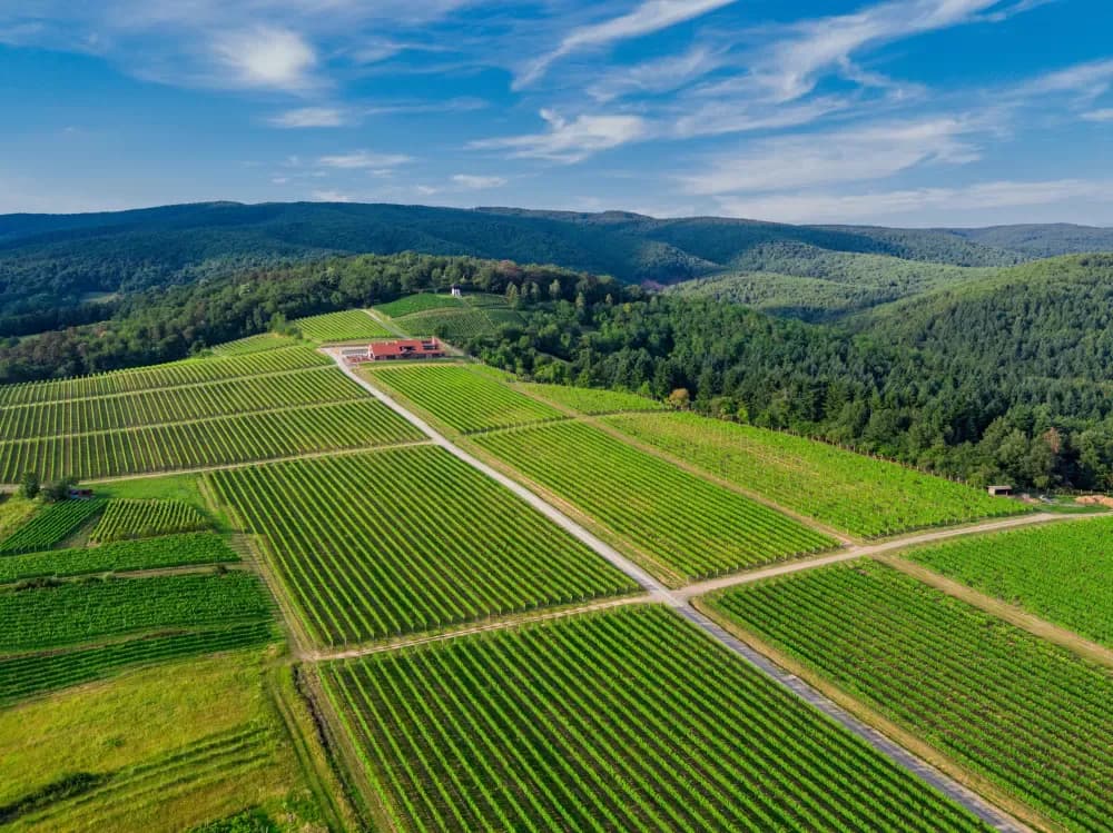 Blagdanski domjenci u Slavonskoj kući Vinkomir