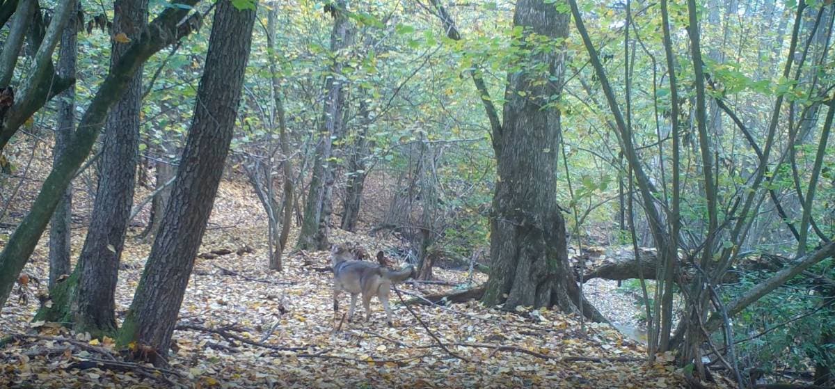 Požega proslavila Martinje u duhu tradicije: Središte grada odjekivalo obredom krštenja mošta!