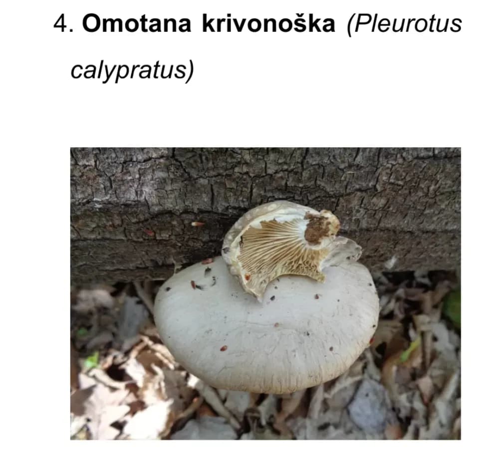 Prirodna bogatstva nisu neograničena! Iz Nature Slavonica pozivaju na obzir, savjesnost i oprez u prirodi