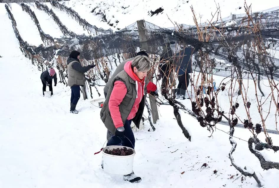 Ledena magija na Hrnjevcu: Na -8,4 °C Kutjevo d.d. obavilo povijesnu berbu za vrhunska vina