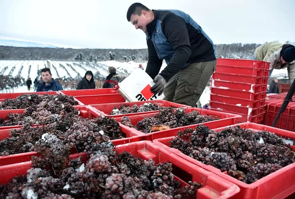 Ledena magija na Hrnjevcu: Na -8,4 °C Kutjevo d.d. obavilo povijesnu berbu za vrhunska vina