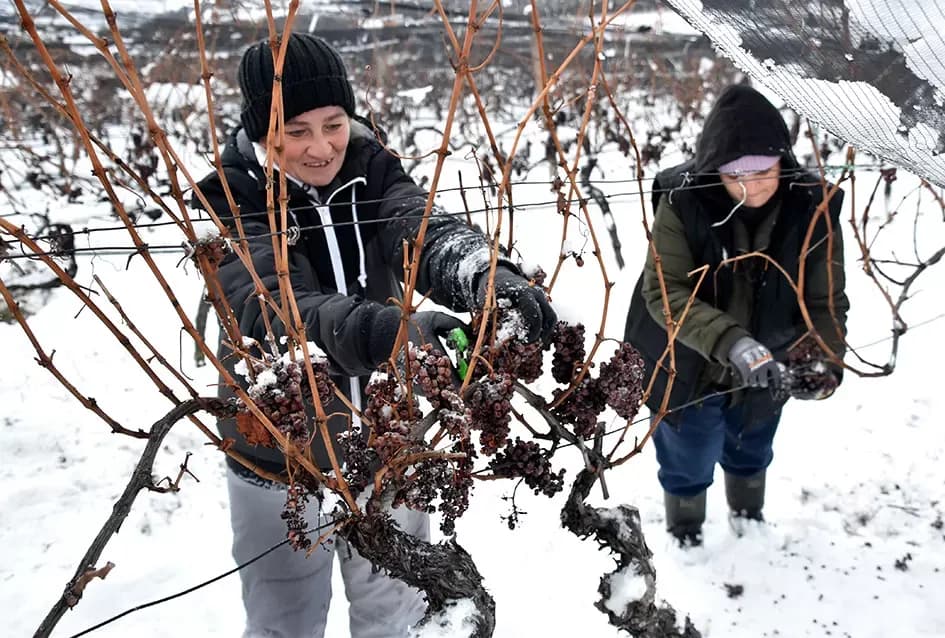 Ledena magija na Hrnjevcu: Na -8,4 °C Kutjevo d.d. obavilo povijesnu berbu za vrhunska vina