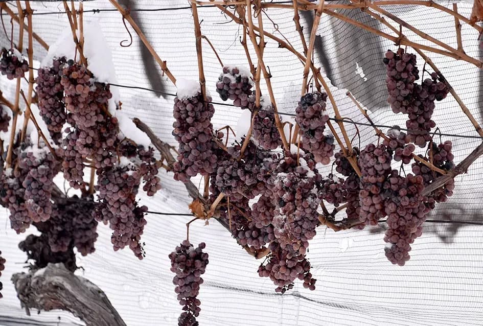 Ledena magija na Hrnjevcu: Na -8,4 °C Kutjevo d.d. obavilo povijesnu berbu za vrhunska vina