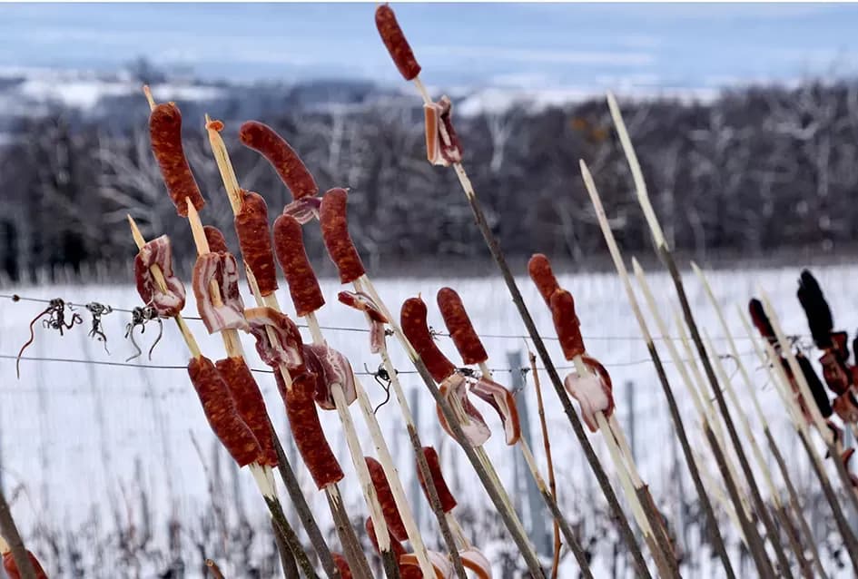 Ledena magija na Hrnjevcu: Na -8,4 °C Kutjevo d.d. obavilo povijesnu berbu za vrhunska vina