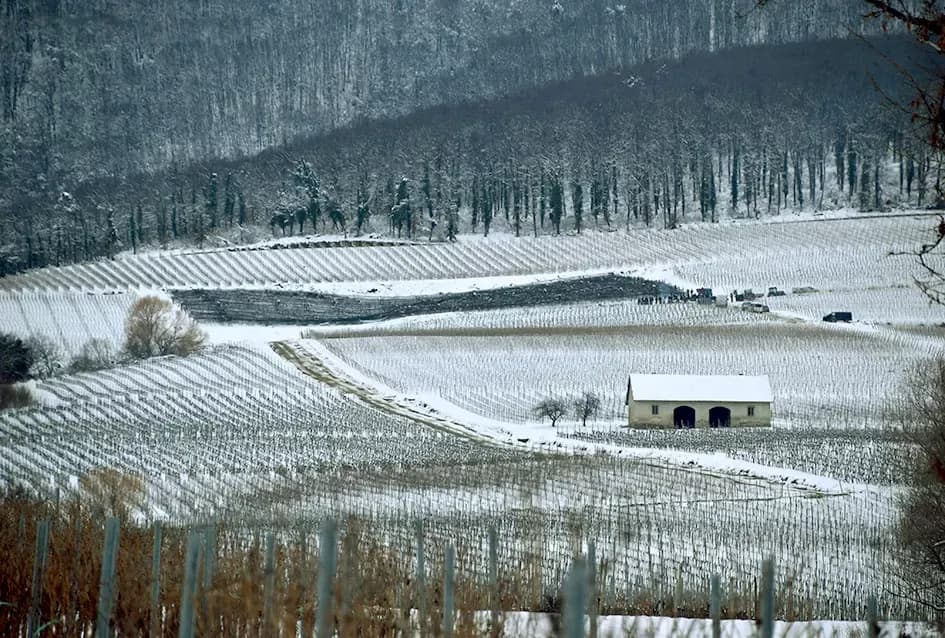 Ledena magija na Hrnjevcu: Na -8,4 °C Kutjevo d.d. obavilo povijesnu berbu za vrhunska vina