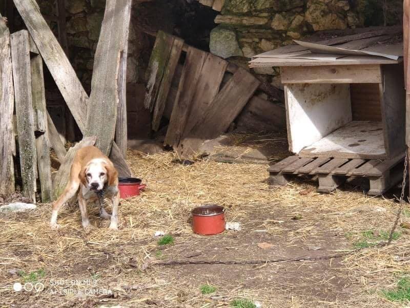 Niske temperature idu na ruku majstorima kulena: Damir Hruška prerađuje stotinu tovljenika iz vlastita uzgoja