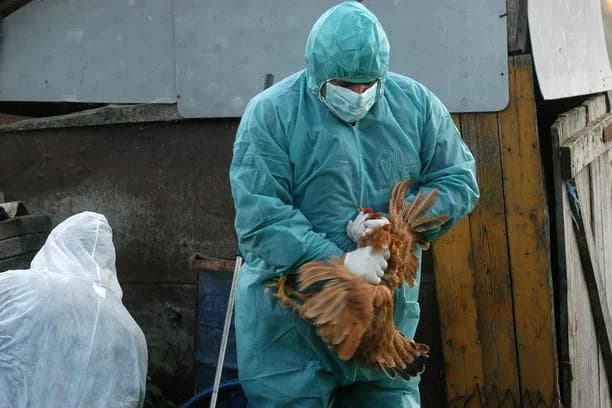Peradari dva naselja u zoni zaštite zbog ptičlje gripe, a još petnaestak sela pod nadziranjem