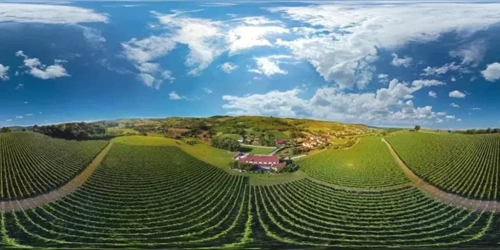 Brodski i gradiški kraj imaju ukupno 200 hektara vinograda