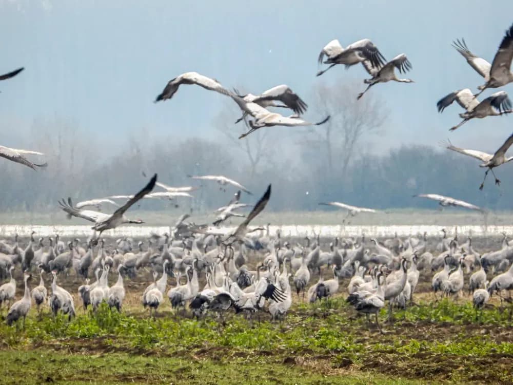 Strogo zaštićene ptice i štete na poljoprivredi: Javna ustanova Natura Slavonica ističe što svaki poljoprivrednik mora znati