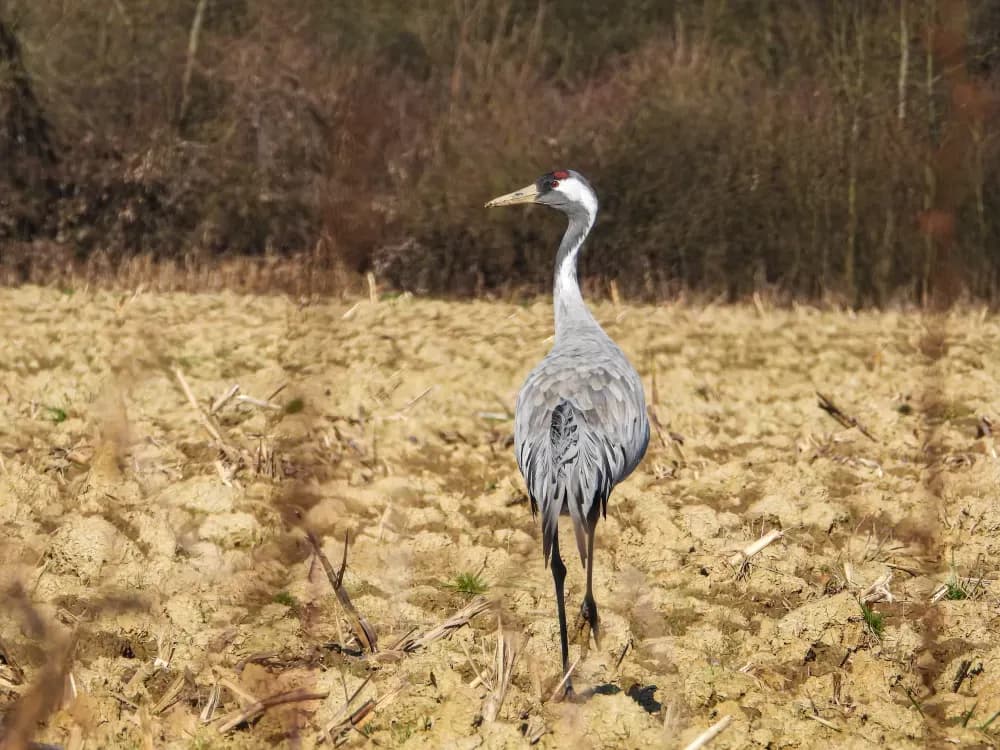 Strogo zaštićene ptice i štete na poljoprivredi: Javna ustanova Natura Slavonica ističe što svaki poljoprivrednik mora znati