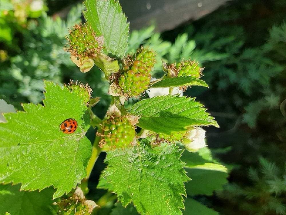 Brestovac ulaže u budućnost: počela gradnja modernog vrtića za najmlađe