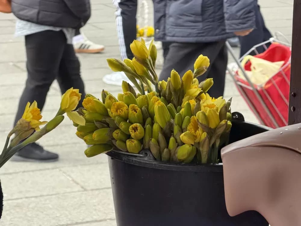Humanitarna akcija Dana narcisa okupila građane i udruge