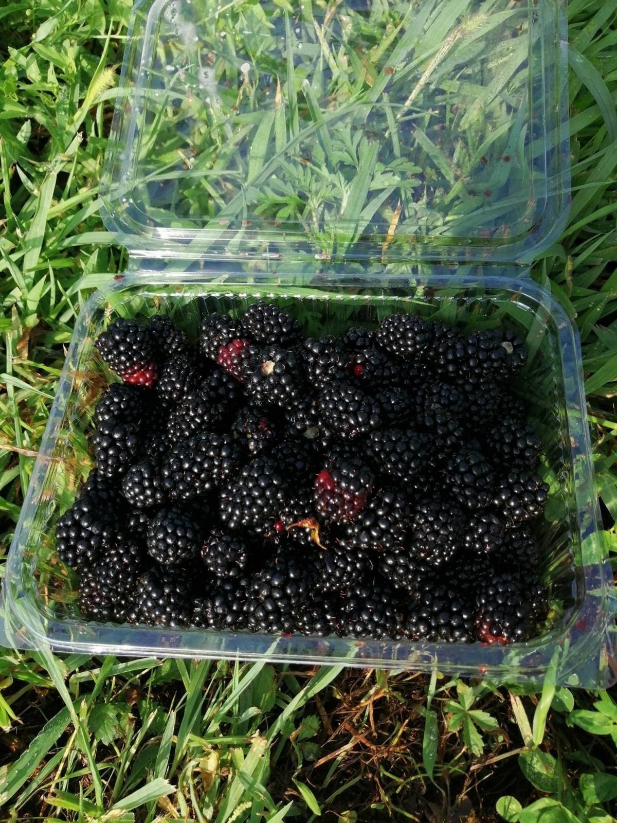 IZVIĐAČKI POZDRAV PROLJEĆU: Više od 120 izviđača preplavilo Papuk uz miris graha i pjesmu