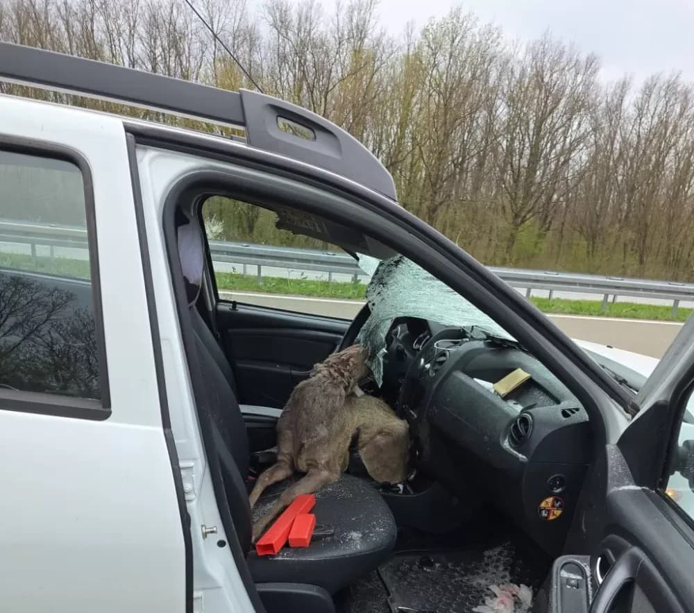 Srna mu razbila ‘šajbu’ i uletjela u auto! Osječanin opisuje dramatične trenutke s autoceste