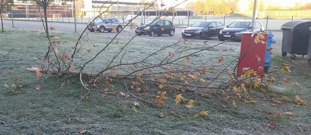 Uništeno stablo platane, Grad oštro osuđuje ovaj čin vandalizma