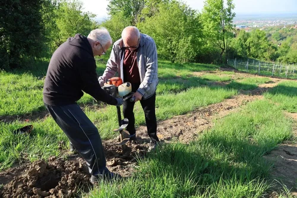 1100 novih trsova u Brodskom Vinogorju – Stanići nastavljaju obiteljsku vinsku priču