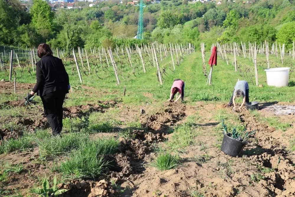 1100 novih trsova u Brodskom Vinogorju – Stanići nastavljaju obiteljsku vinsku priču