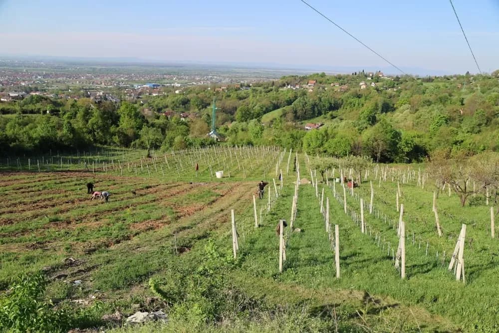 1100 novih trsova u Brodskom Vinogorju – Stanići nastavljaju obiteljsku vinsku priču