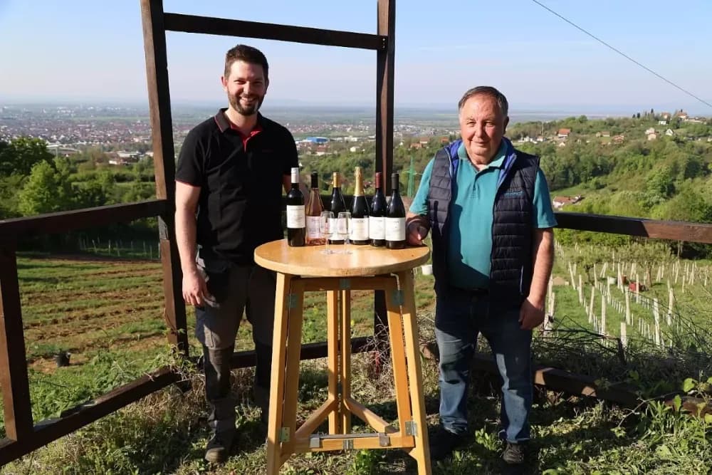 1100 novih trsova u Brodskom Vinogorju – Stanići nastavljaju obiteljsku vinsku priču