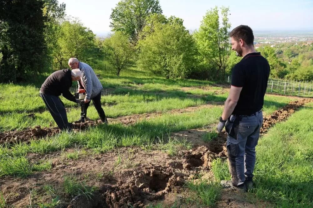 1100 novih trsova u Brodskom Vinogorju – Stanići nastavljaju obiteljsku vinsku priču