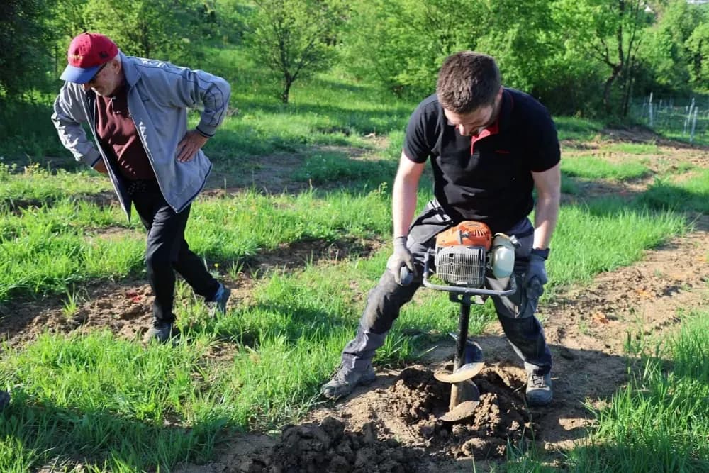 1100 novih trsova u Brodskom Vinogorju – Stanići nastavljaju obiteljsku vinsku priču