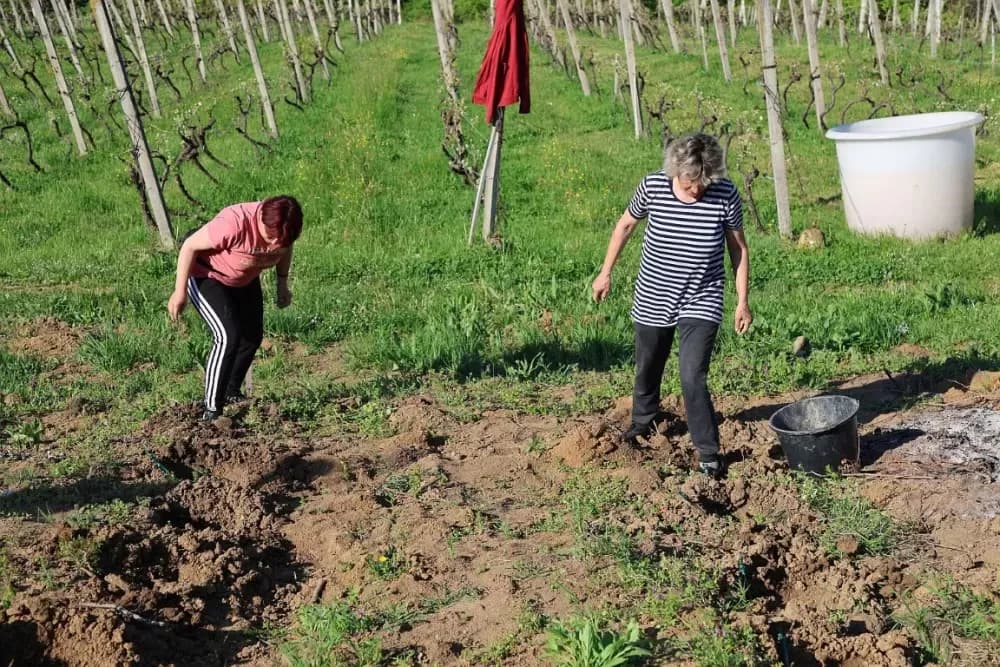 1100 novih trsova u Brodskom Vinogorju – Stanići nastavljaju obiteljsku vinsku priču