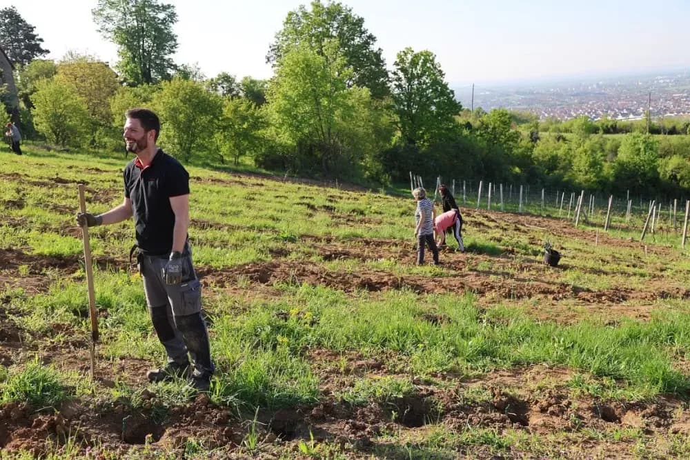 1100 novih trsova u Brodskom Vinogorju – Stanići nastavljaju obiteljsku vinsku priču