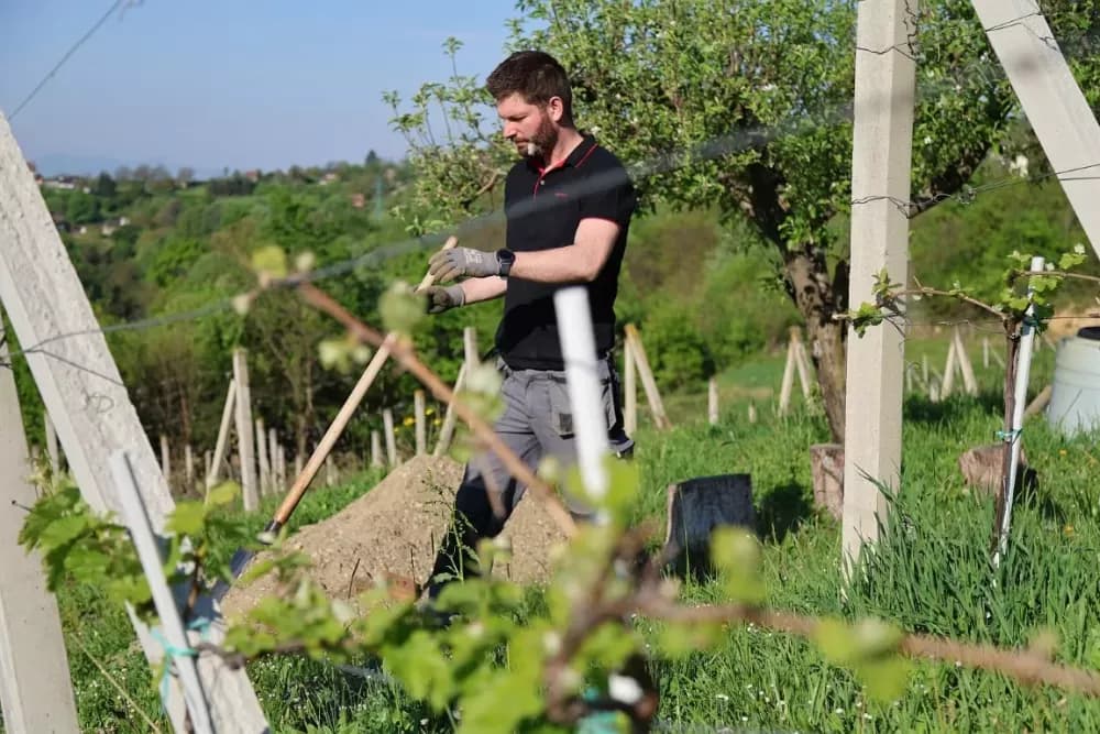 1100 novih trsova u Brodskom Vinogorju – Stanići nastavljaju obiteljsku vinsku priču