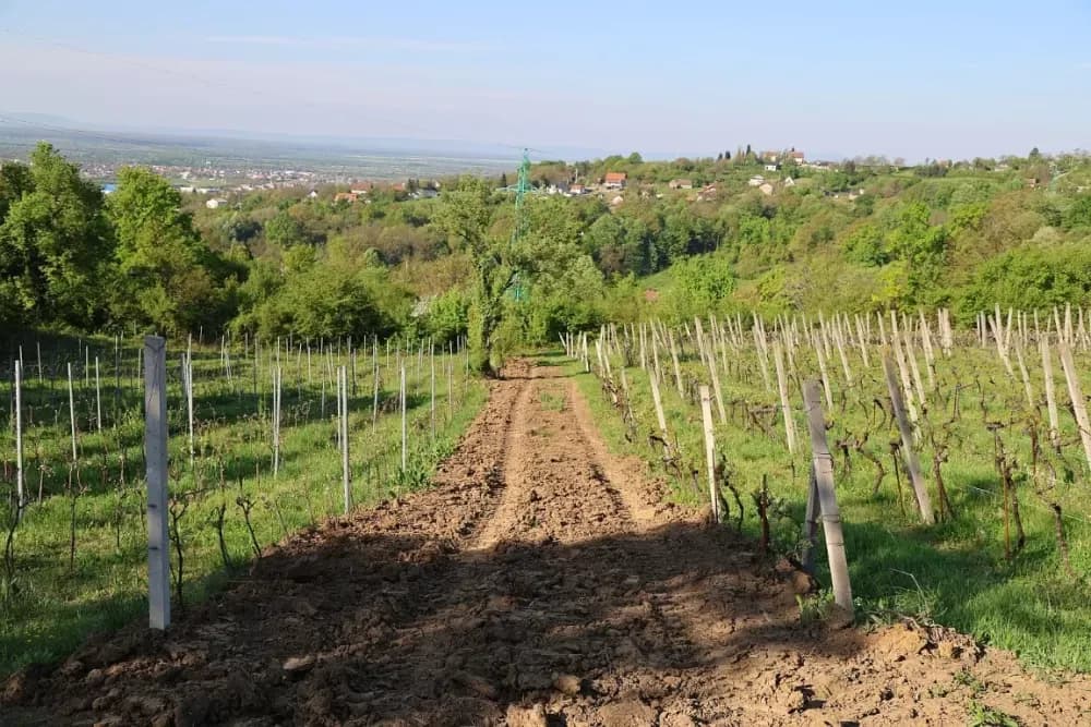 1100 novih trsova u Brodskom Vinogorju – Stanići nastavljaju obiteljsku vinsku priču