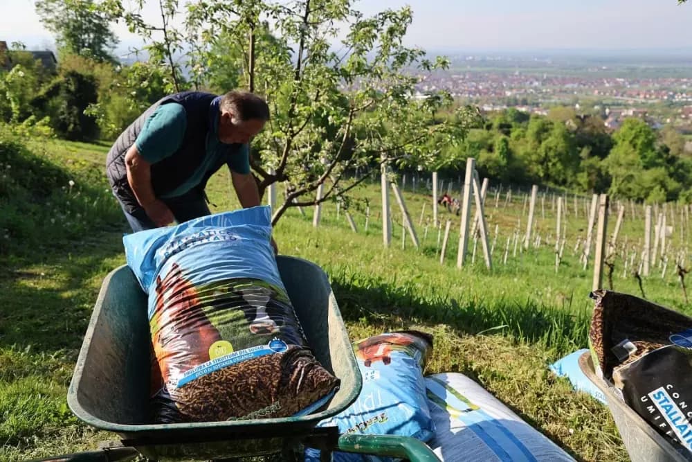 1100 novih trsova u Brodskom Vinogorju – Stanići nastavljaju obiteljsku vinsku priču