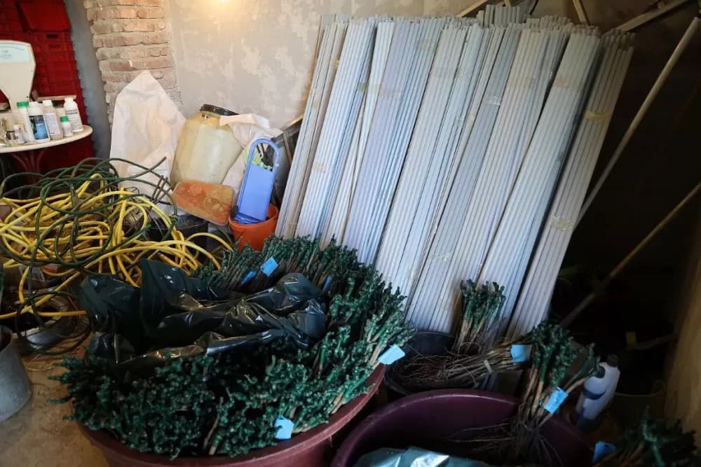 1100 novih trsova u Brodskom Vinogorju – Stanići nastavljaju obiteljsku vinsku priču