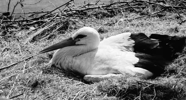 Foto 158102