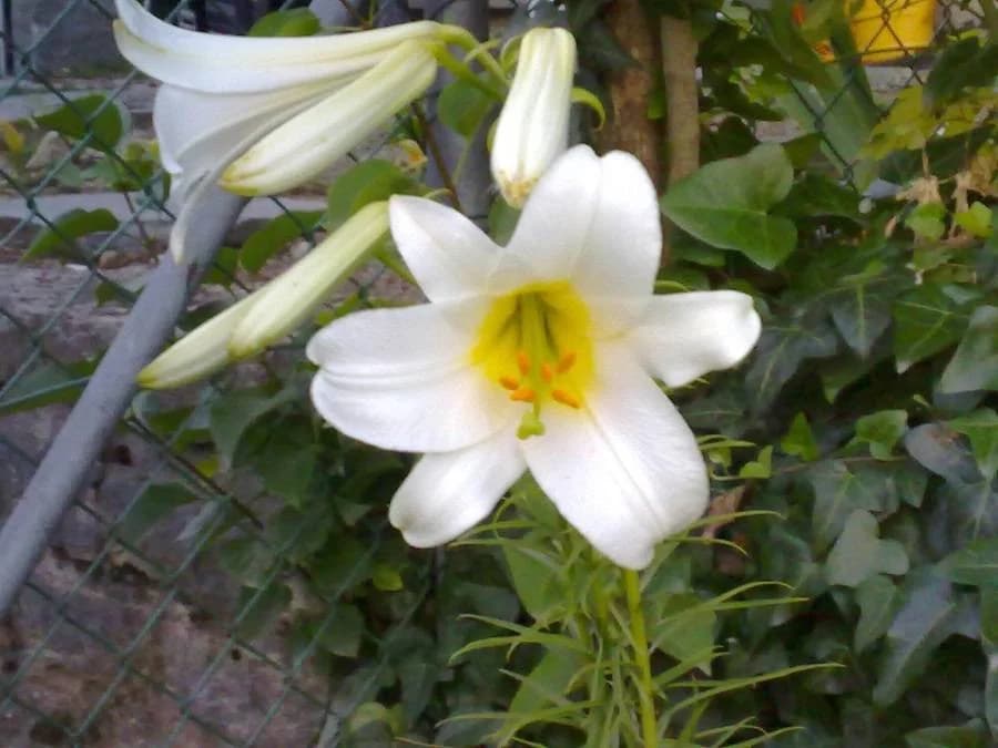 Foto 159872