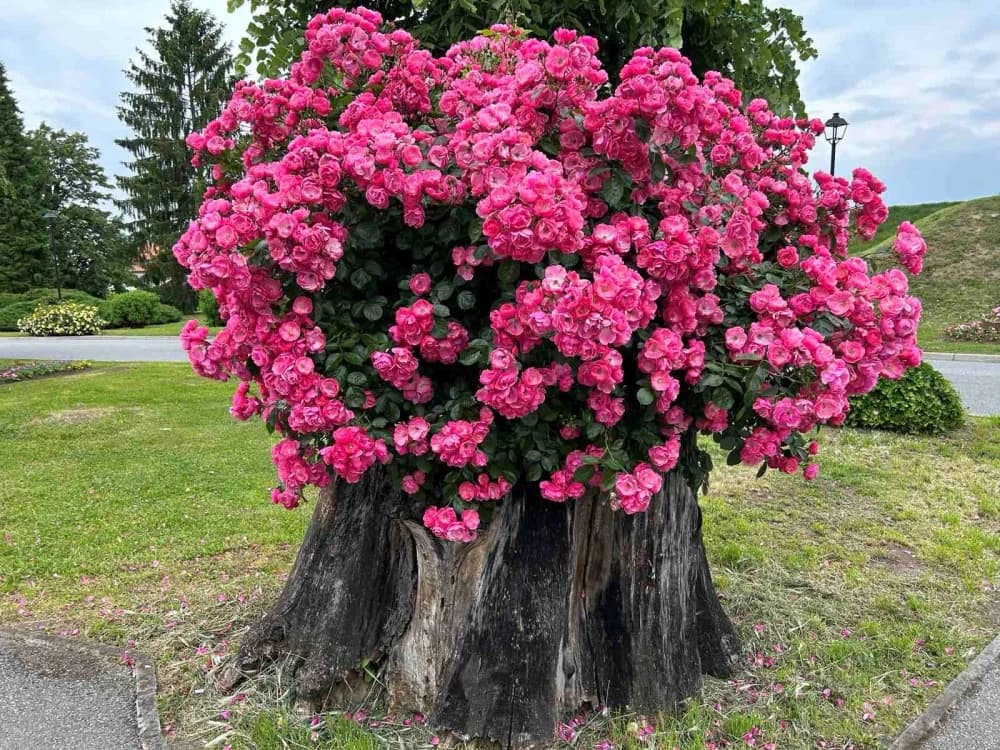 Ovoga vikenda održat će se 16. sajam cvijeća Florafest