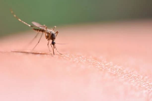 Komarci su ovog ljeta ’opasniji’ nego inače. Što je virus Zapadnog Nila i koji su simptomi?