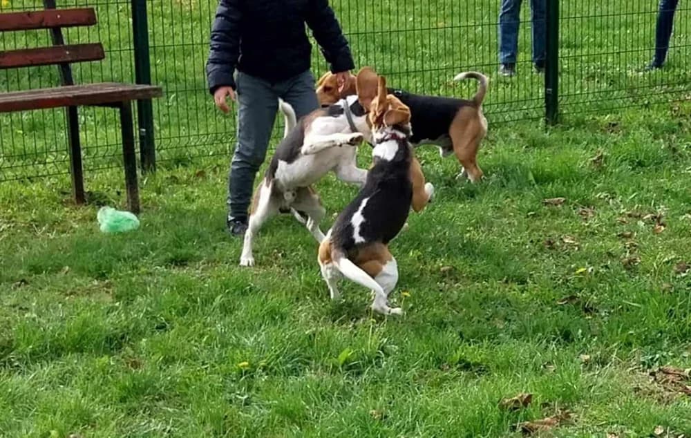 ZANIMLJIVO DRUŽENJE NA PLAVOM POLJU: Okupili su se svi Biglovi Sl. Broda
