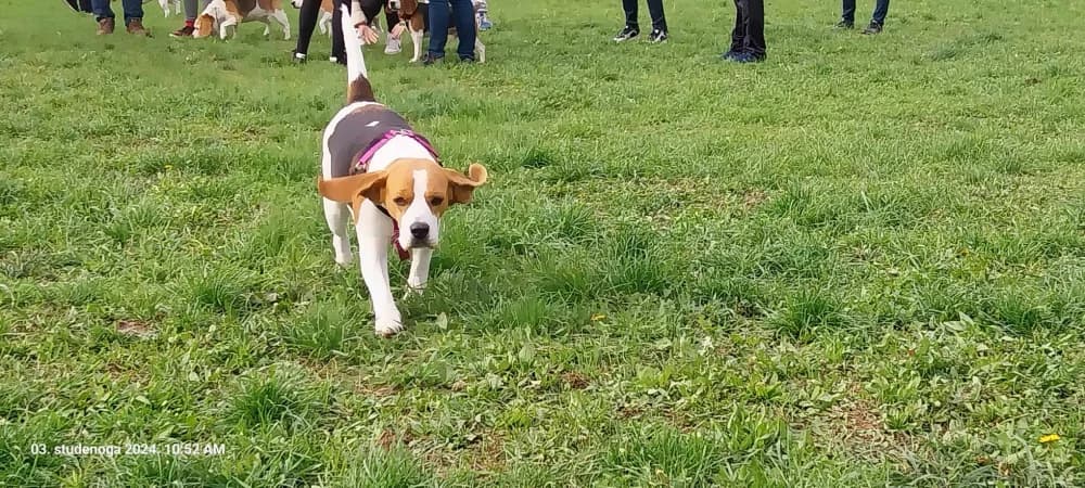 ZANIMLJIVO DRUŽENJE NA PLAVOM POLJU: Okupili su se svi Biglovi Sl. Broda