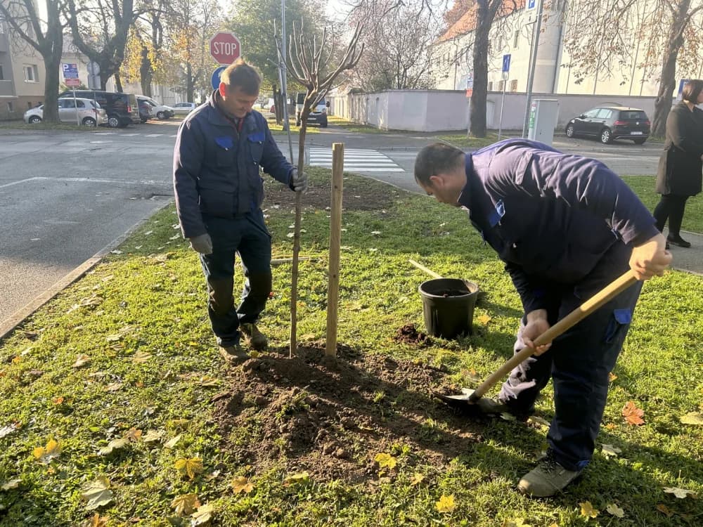 Drveća su pluća grada - U Sl. Brodu obilježen Svjetski dan kronične opstruktivne plućne bolesti (KOPB)
