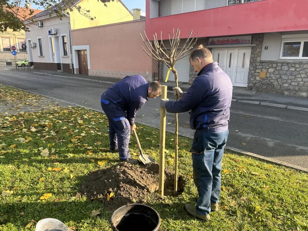 Drveća su pluća grada - U Sl. Brodu obilježen Svjetski dan kronične opstruktivne plućne bolesti (KOPB)