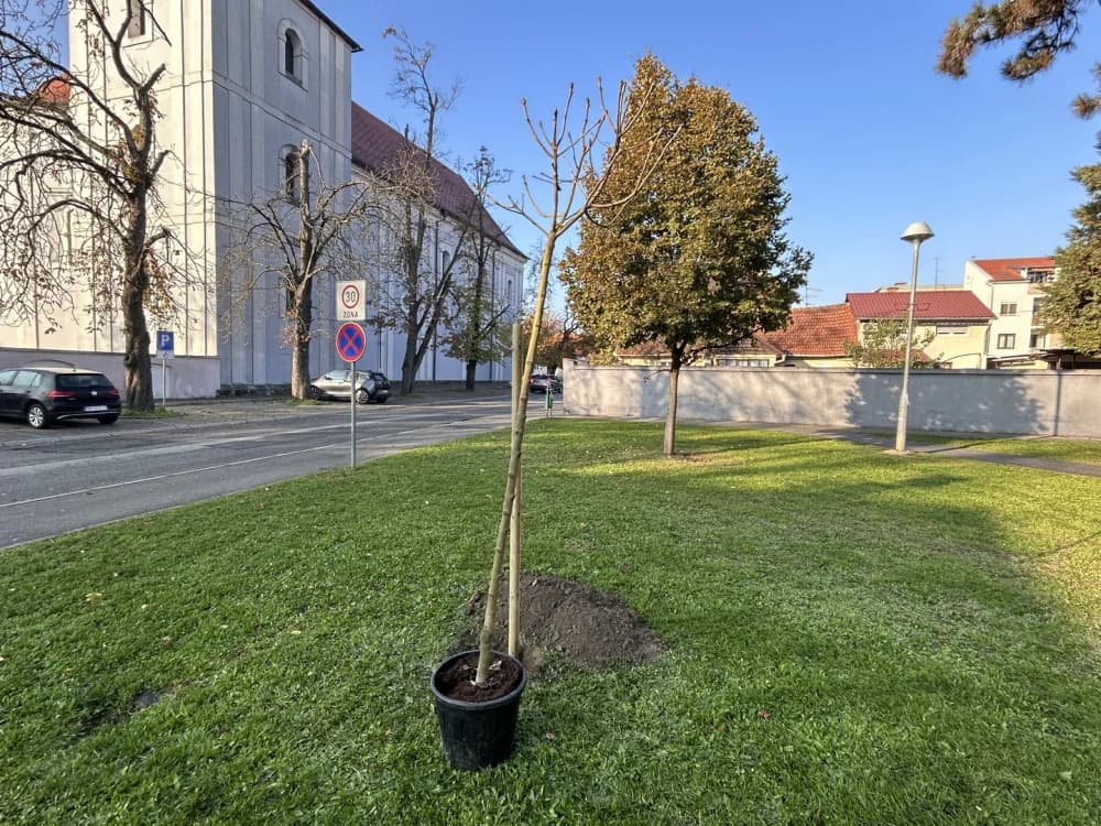 Drveća su pluća grada - U Sl. Brodu obilježen Svjetski dan kronične opstruktivne plućne bolesti (KOPB)