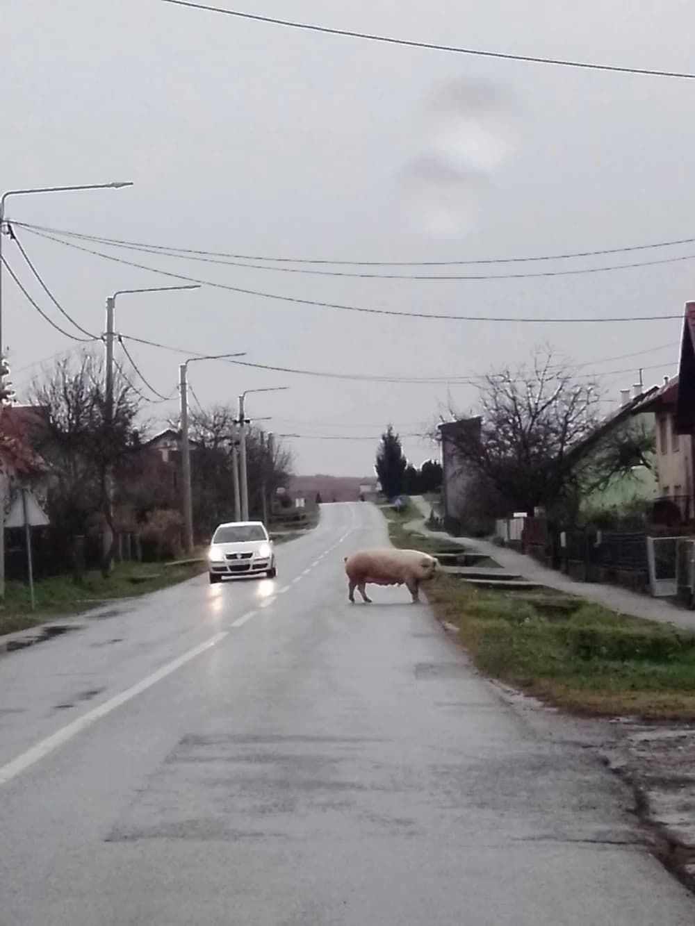 Vrijeme je kolinja: U Kutjevu krmača mesarima pomrsila račune!?