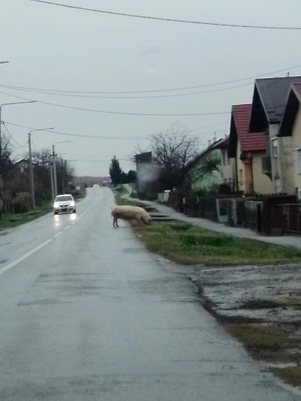 Vrijeme je kolinja: U Kutjevu krmača mesarima pomrsila račune!?
