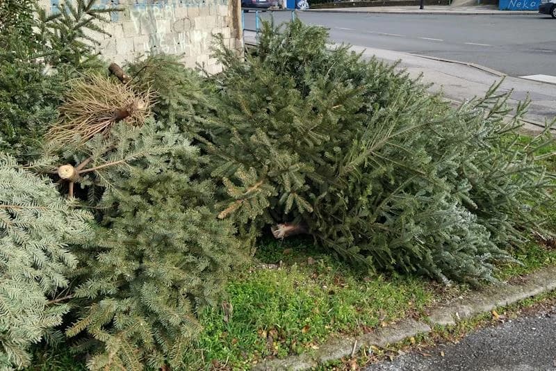 Raspored prikupljanja i odvoz božićnih drvaca