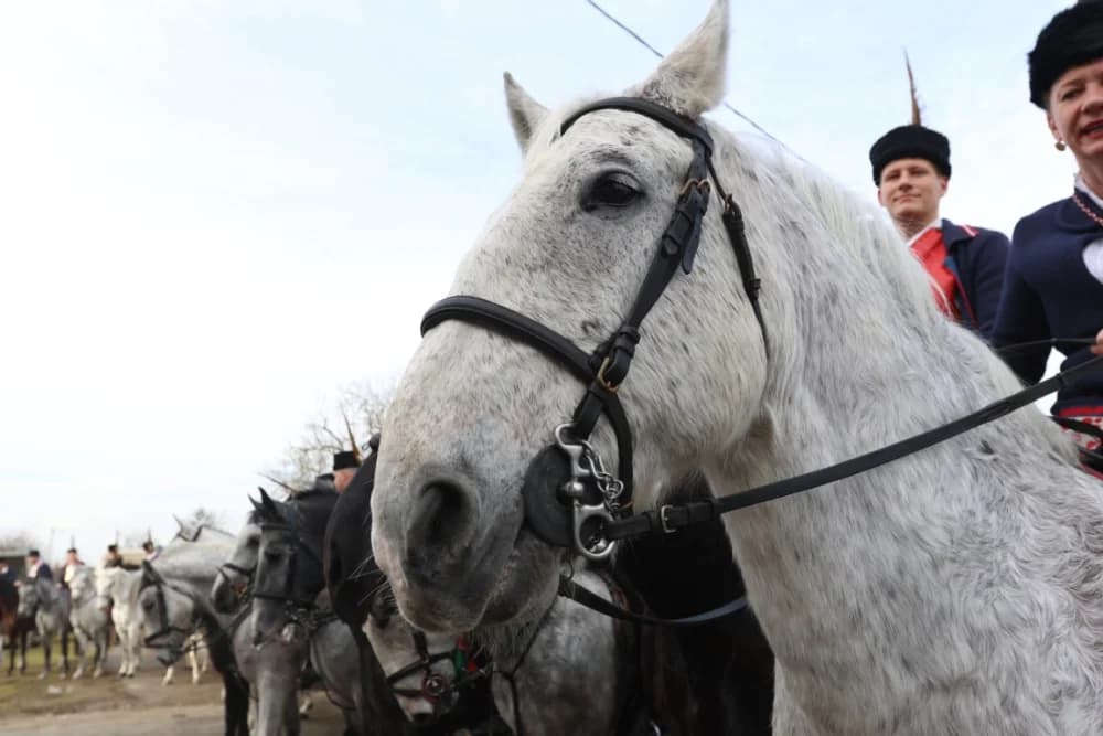 (VELIKA FOTOGALERIJA) Više od 90 jahača na 4. Pokladnom jahanju kroz sela Zbjeg i Šumeće na području općine Bebrina