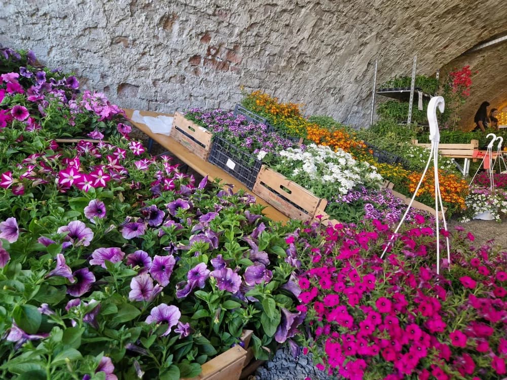 Poznat datum održavanja 17. Flora festa u Tvrđavi Brod
