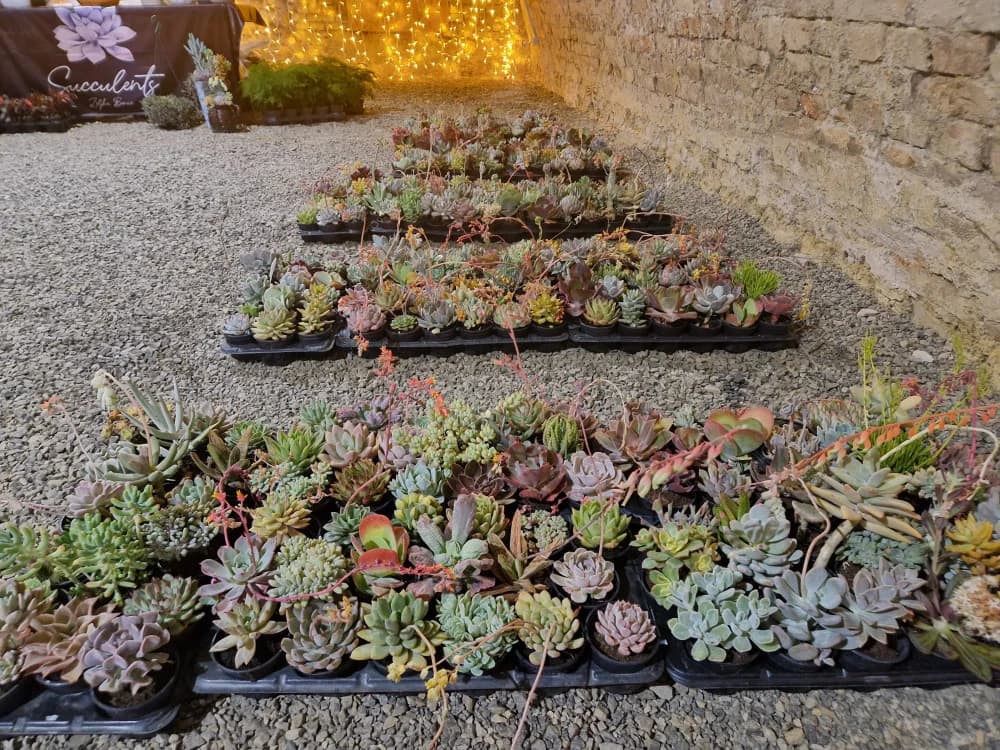 Poznat datum održavanja 17. Flora festa u Tvrđavi Brod