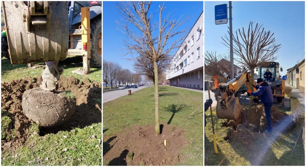 U tijeku je sadnja 171 stabla diljem grada