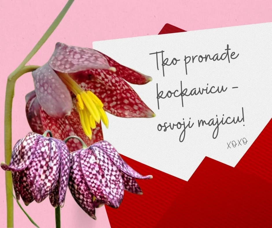 Tko pronađe kockavicu (Fritillaria meleagris L.) – osvoji majicu!
