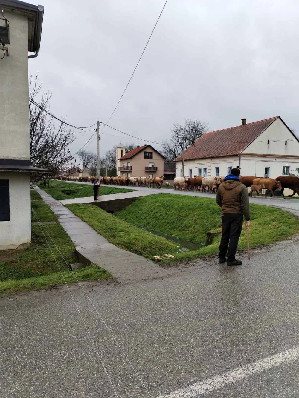 Spašavano gotovo 300 stoke s poplavljenog područja u Donjoj Bebrini (FOTO/VIDEO)